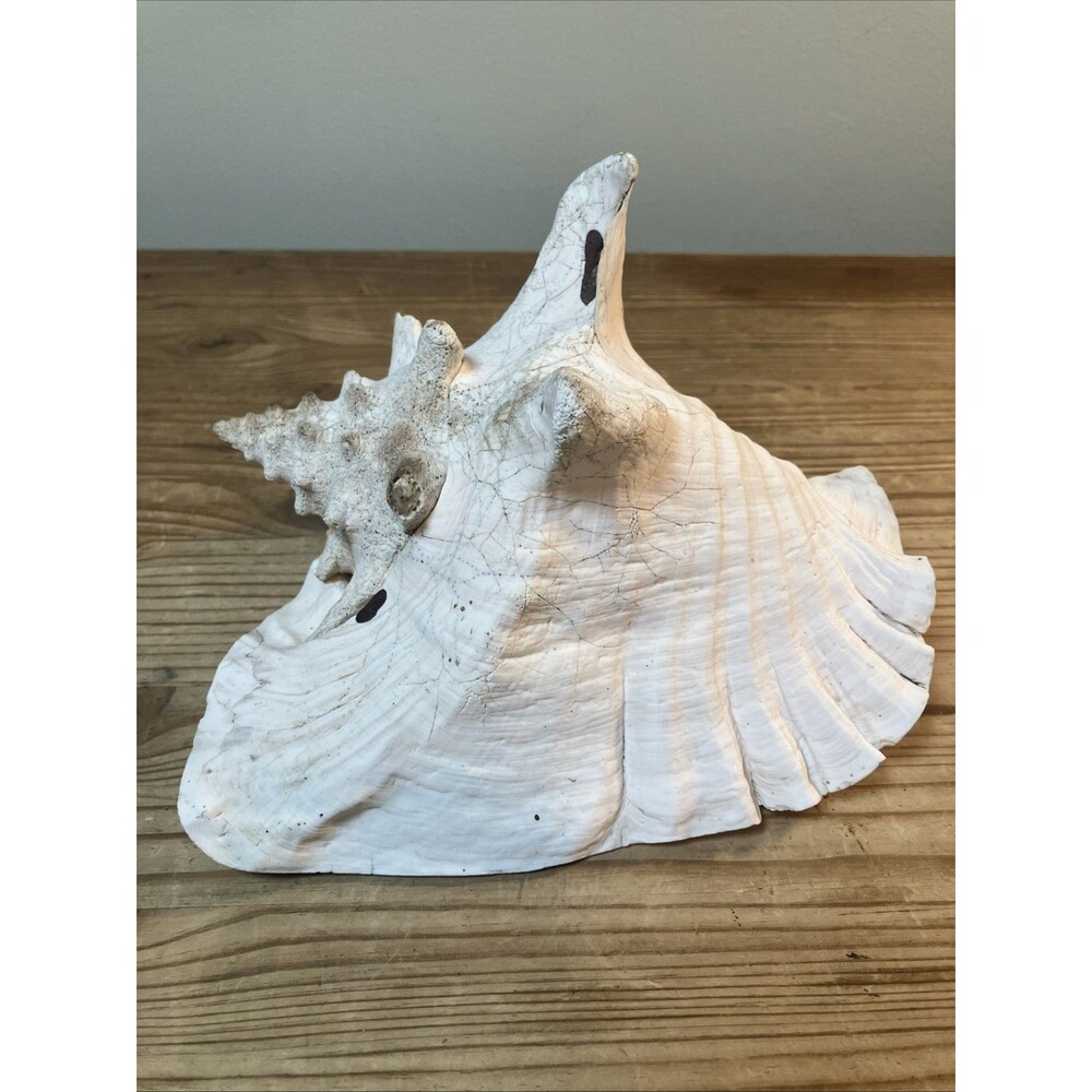 VTG Large Natural Queen Conch Sea Shell White Pink Interior Beach Decor Nautical